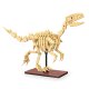 CaDA Fósil de dinosaurio Velociraptor Bricks