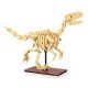 CaDA Fossile de dinosaure Velociraptor 1:9 Bricks